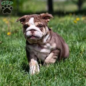 Marina Mocha, English Bulldog Puppy